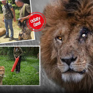 scarfacein mirasi ozgurluk ve esaret 7PRCuIrw