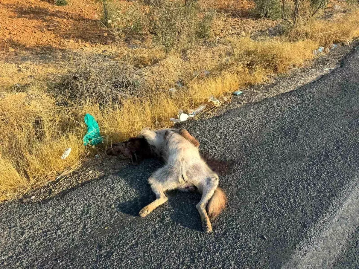 halfetide nesli tukenmekte olan sirtlan telef oldu f1xzpJTI