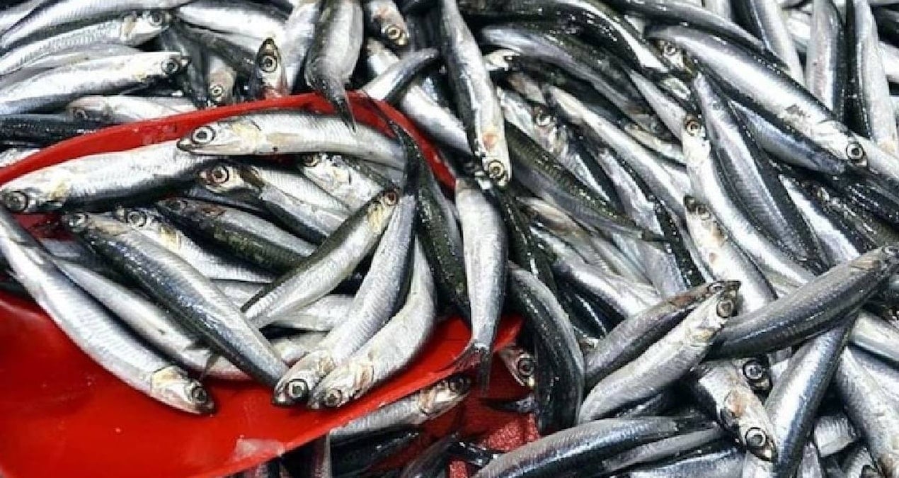 trabzonda hamsi ve istavrit bollugu 150 liradan satisa sunuluyor nY6Iz7Ci