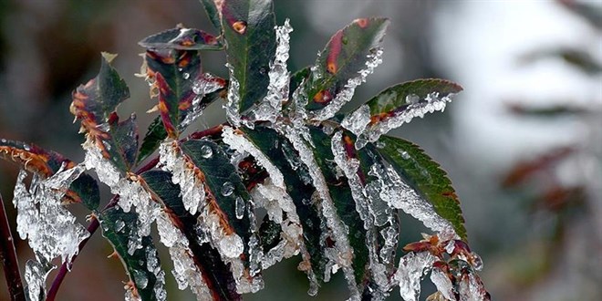 zirai don olayini arastirma komisyonu son toplantisini yapacak DbQ8FyIJ.jpg