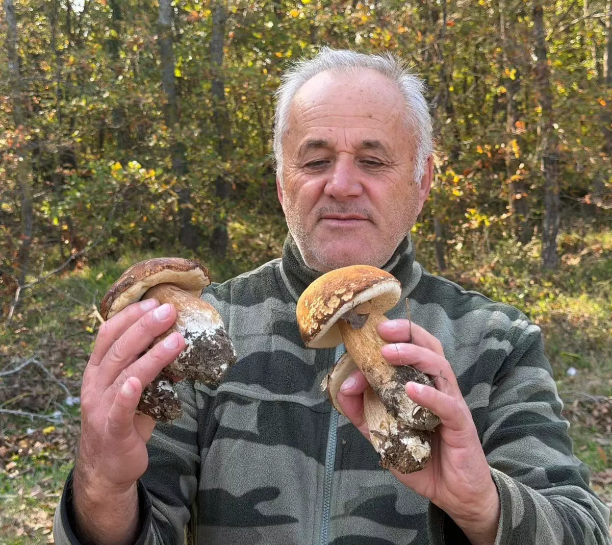 istranca ormanlarinda mantar populasyonu kuraklik nedeniyle dusuyor z5EbyNsu.jpg