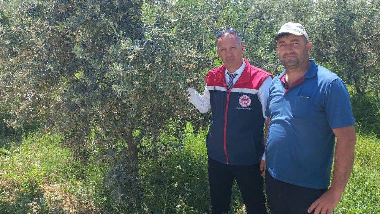 tarim-icin-kritik-inceleme-didimde-zeytin-verim-tespiti-yapiliyor-NexAAmcA