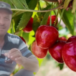 Dalindan kopardiklari kiraz sonlari oldu pes pese can verdiler Cr4meP66